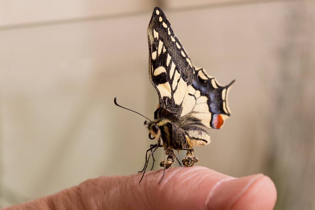 Papilio Machaon